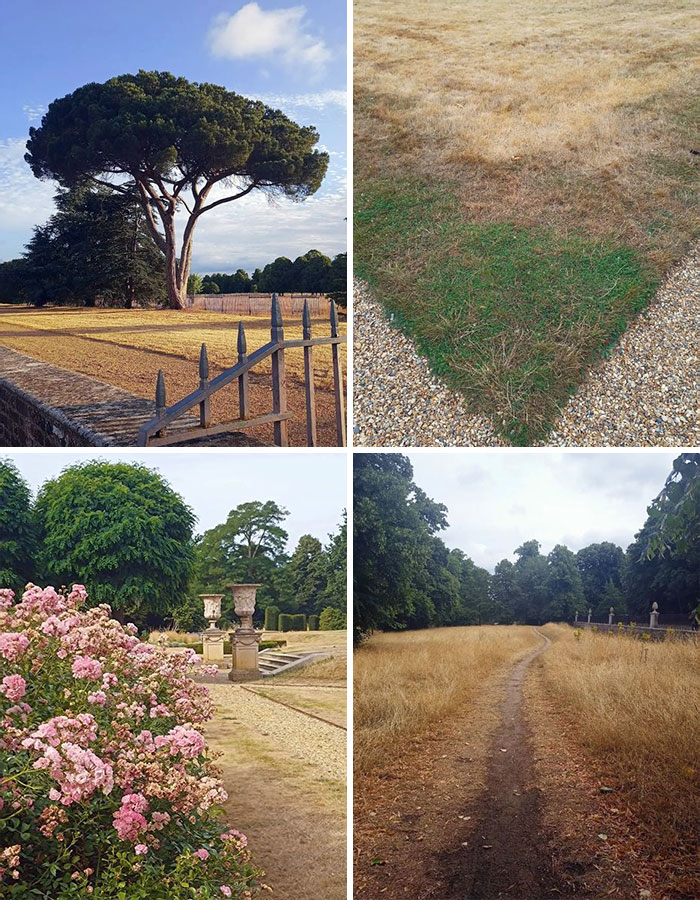 Recent Heatwaves Did So Much Damage To London Parks & Gardens