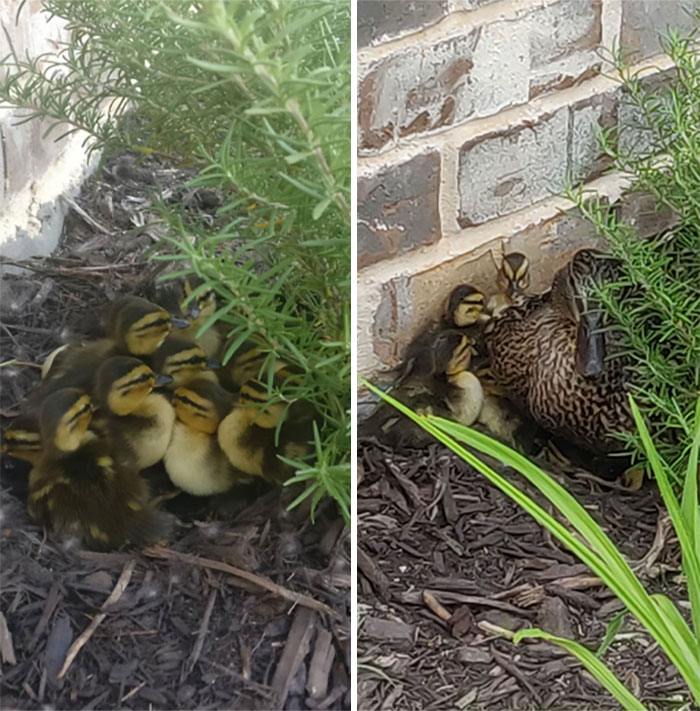 A Mama Mallard Built Her Nest Behind Our Rosemary. We've Been On Baby Duck Watch For A Week And The Little Guys Hatched Today!