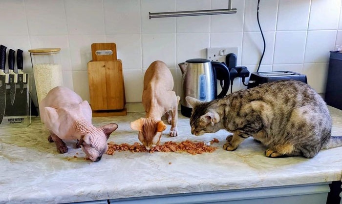 Terrible-Food-Pics-Why-Dont-Do-Potlucks