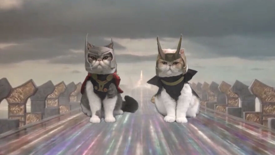 I Love Making Epic Costumes To Cosplay My Cats For Filming