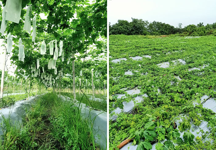 It Was Supposed To Be My Income For The Next 2 Months. All Were Destroyed Last Night After A Storm. Before vs. After