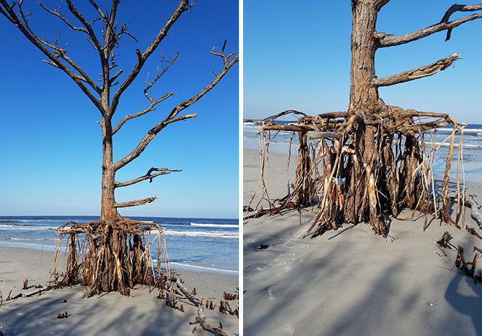 Hurricane Irma Eroded Away The Dune This Pine Tree Was Growing On. Talbot Island State Park, Nassau Co., Florida