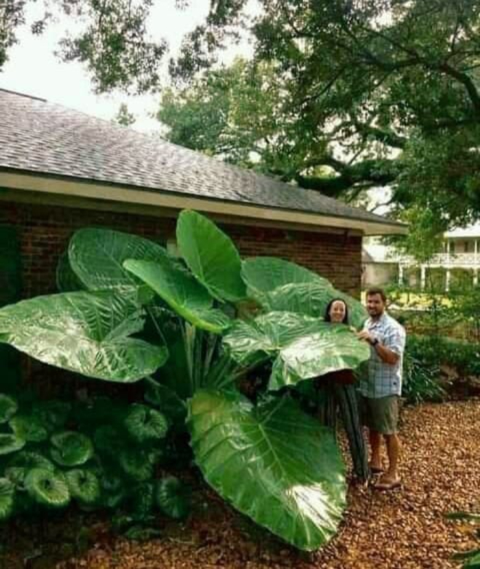 Elephant Ears Plant