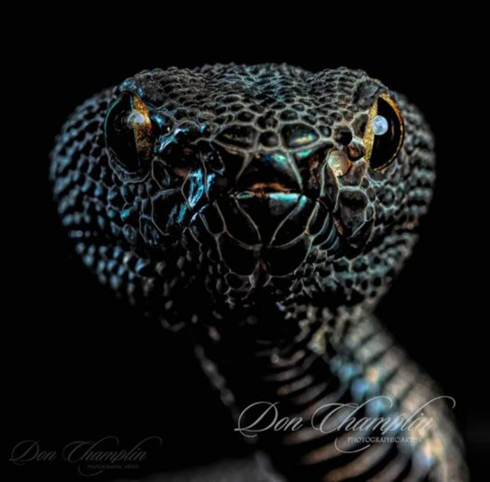 An Intense Gaze! Mangrove Pit Viper Photographed By Don Champlin