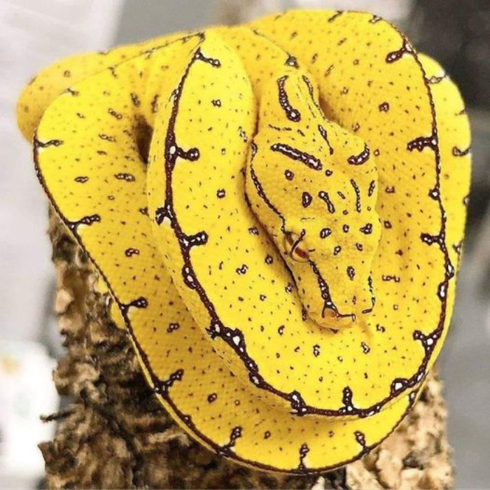 One Of The Most Beautiful Pythons In The World