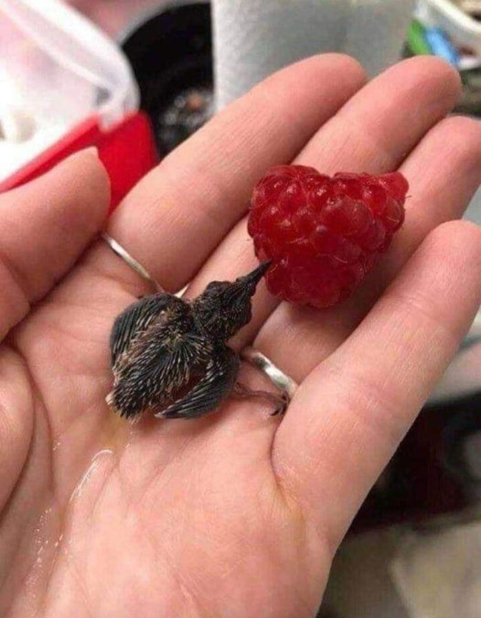 Colibrí bebé bebiendo jugo de una frambuesa