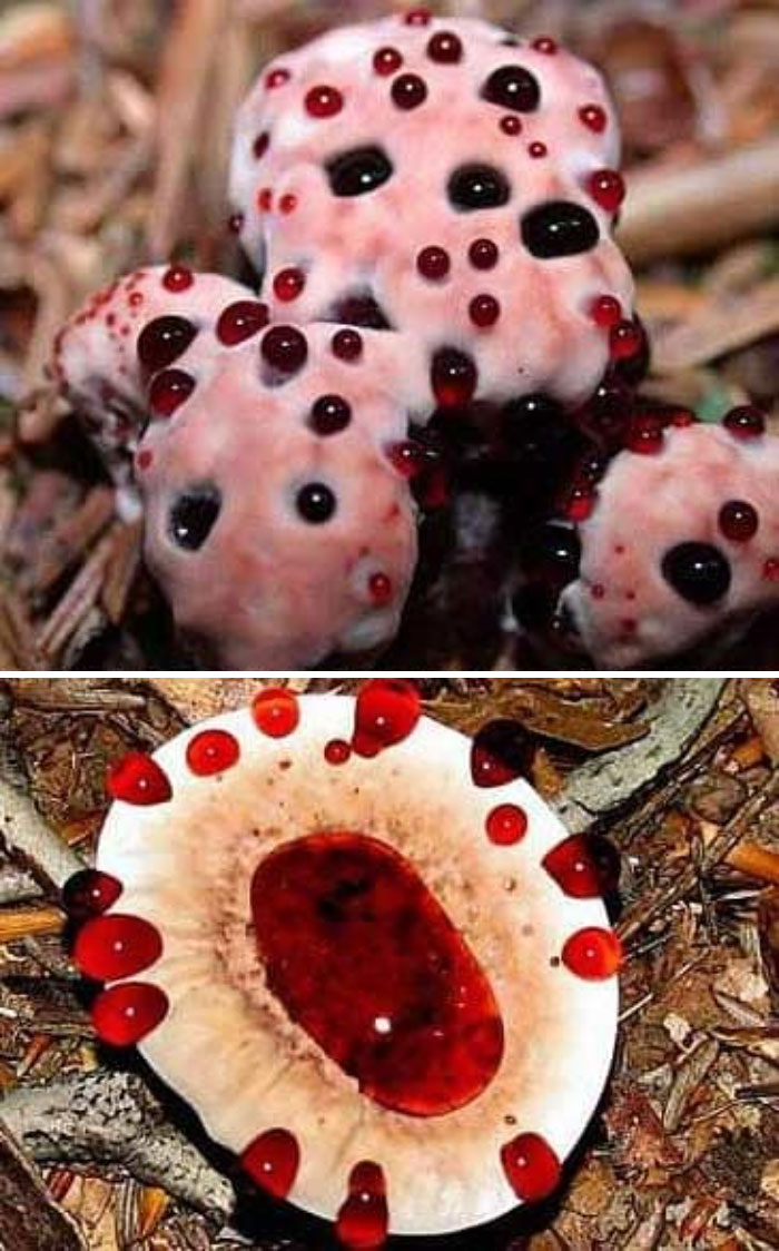 Bleeding Mushroom