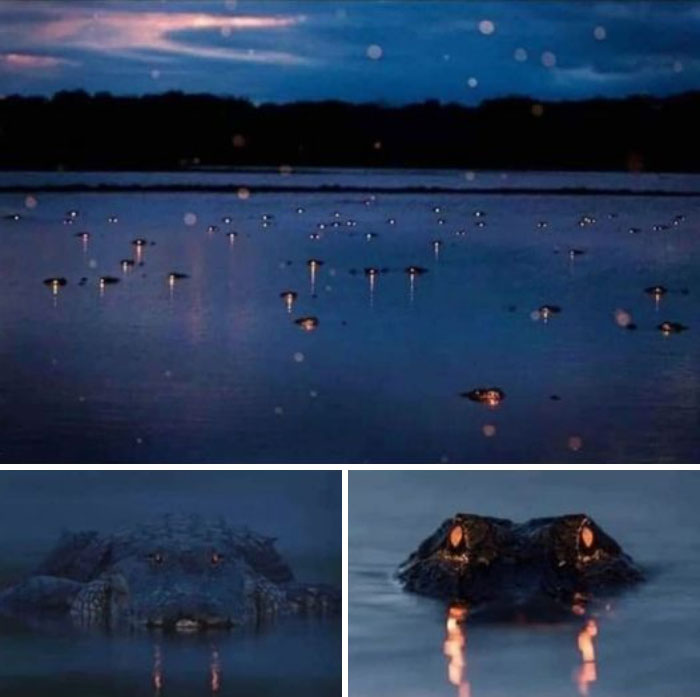 Ojos de cocodrilos brillando en la oscuridad. Increíble