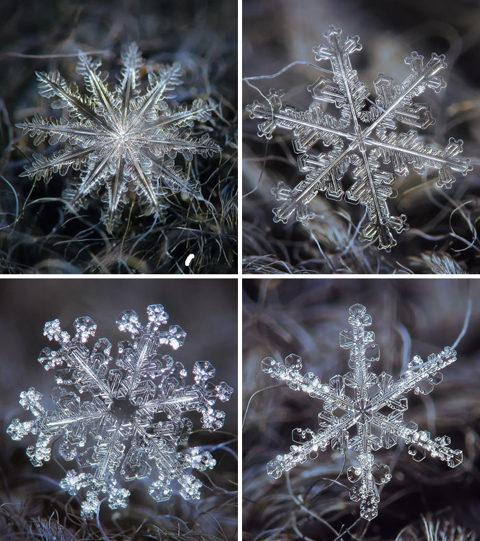 Impresionantes fotos de copos de nieve reales por Alexey Kljatov