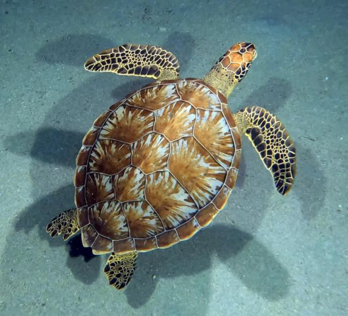 I Took This Picture At Night In St Croix. It’s A Juvenile Hawks Bill Sea Turtle. The Shell Is Beautiful. There’s No Edits