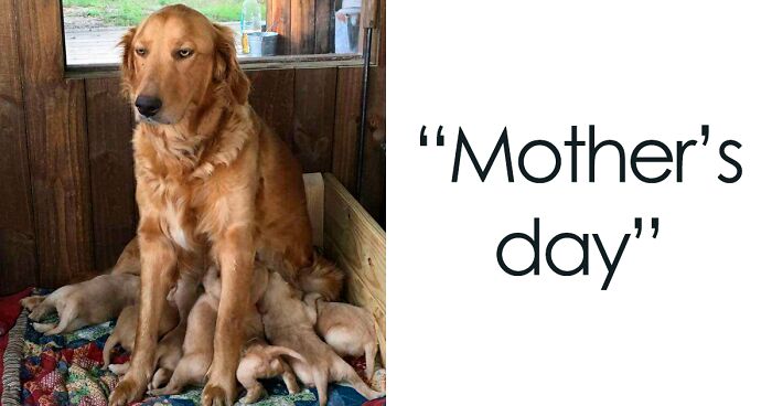 45 Of The Silliest New Pics Of Doggos ‘Malfunctioning’, As Shared On This Online Group