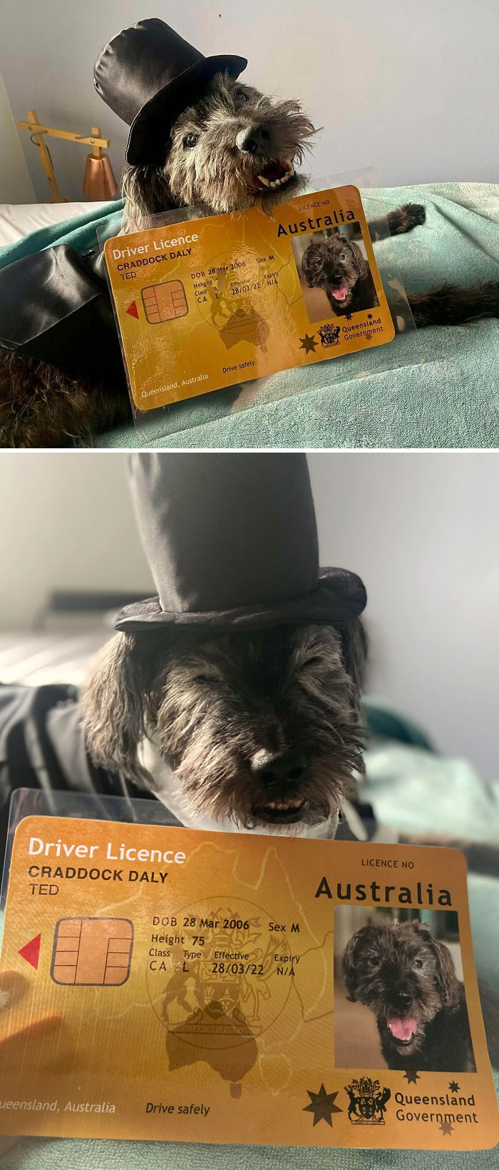 Our Little Old Man Turned 16 So I Made Him A Driver’s License For The Occasion