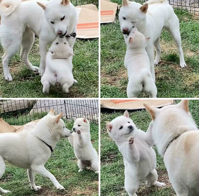 Haya’s First Play With Her Elder Sister