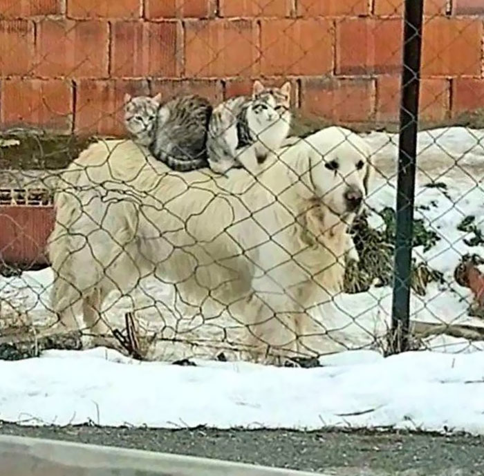 Where Are They Going?