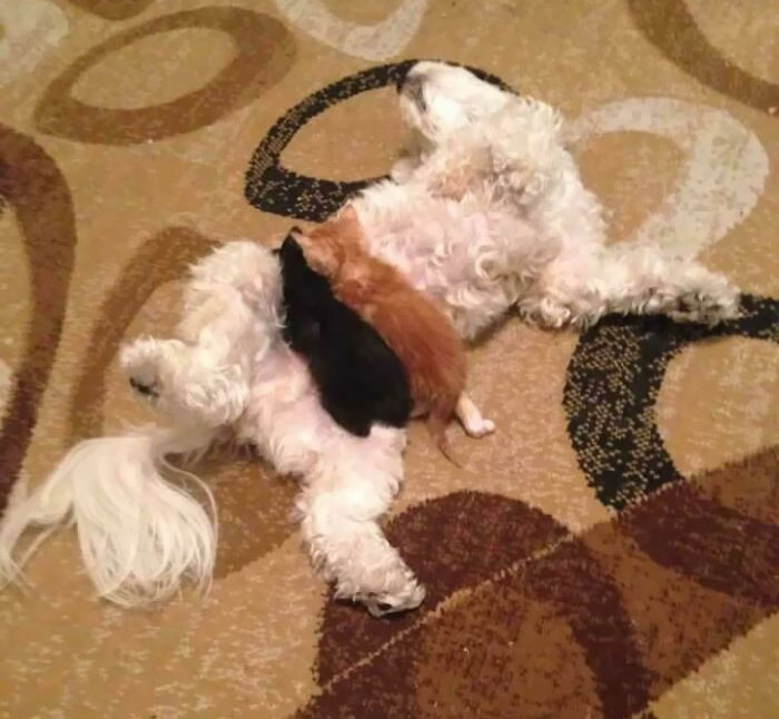 My Male Pup Happily "Breastfeeding" Foster Kittens