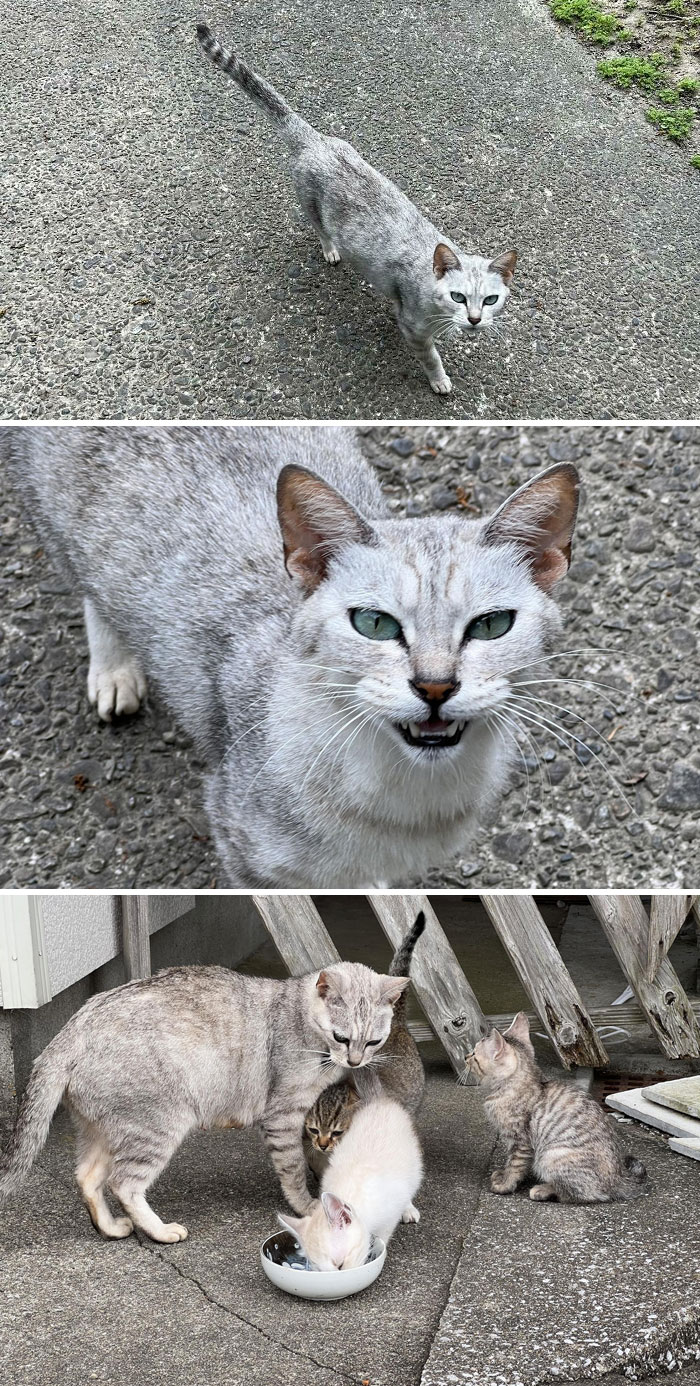 I Was Called By A Cat, So When I Followed Her, I Was Introduced To A Kitten