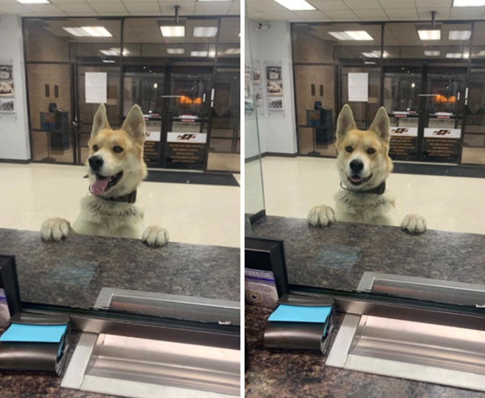 This Is Chico. He Managed To Get Lost So He Went To The Police To Report Himself Missing, He Was Safely Returned To The Owners And Is Safe At Home