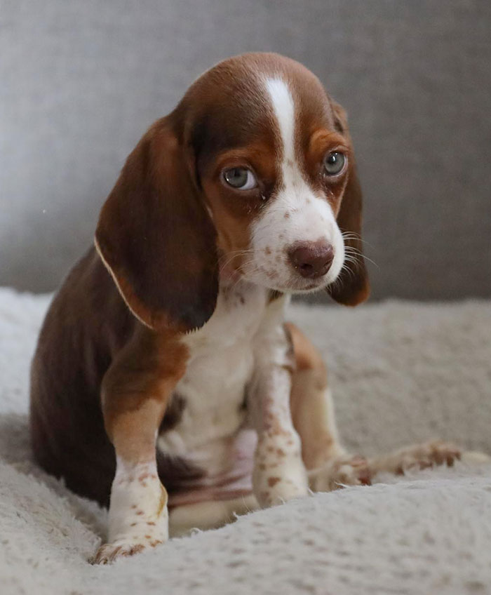 After A 10-Day Fight With Parvo. Cinnamon Is Home