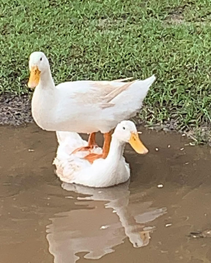 Duck Boat On The Horizon
