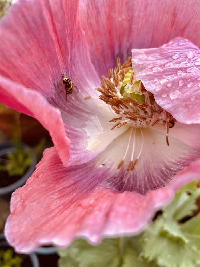Damp Poppy & Visiting Hoverfly (Leeds, UK)