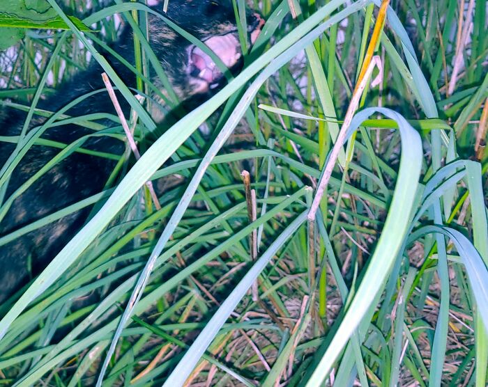 Not Really Camouflage, But It Took Me A Minute To Find Her In The Picture