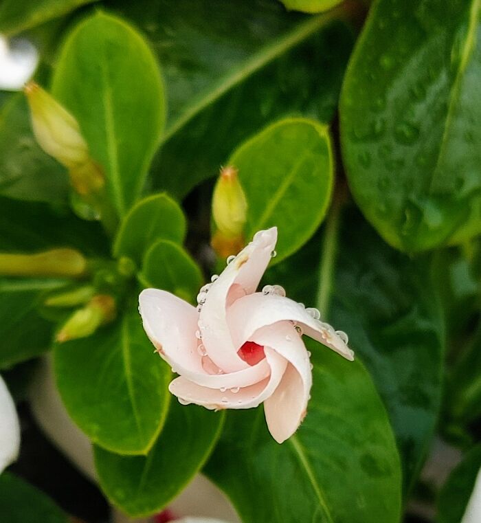 My Vincas Looking Like Little Cupcake Flowers