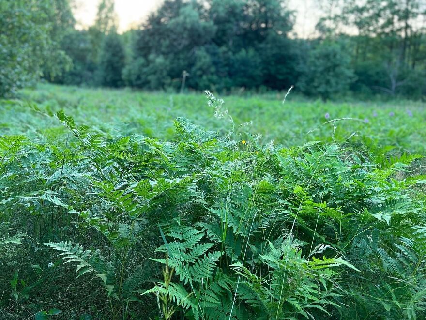 Great Lithuanian Escape