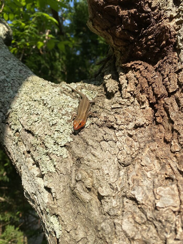 Found This Little Guy In The Wild