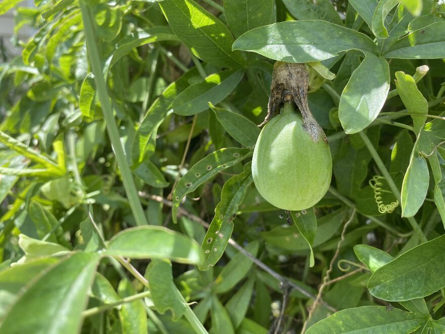 We Even Got Tons Of Maypops On It This Year