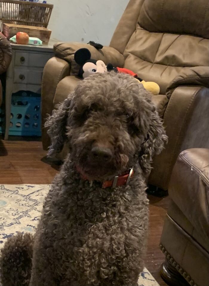Our Sweet Family Dog. He Was A Labradoodle. After Having Him For 10 Years We Had To Put Him Down Last Summer Due To Kidney Failure 😞