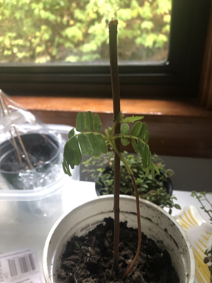 My Lovely Little Tamarind Tree That I Sowed From Grocery Store Fruit A Few Months Is Getting New Leaf’s!