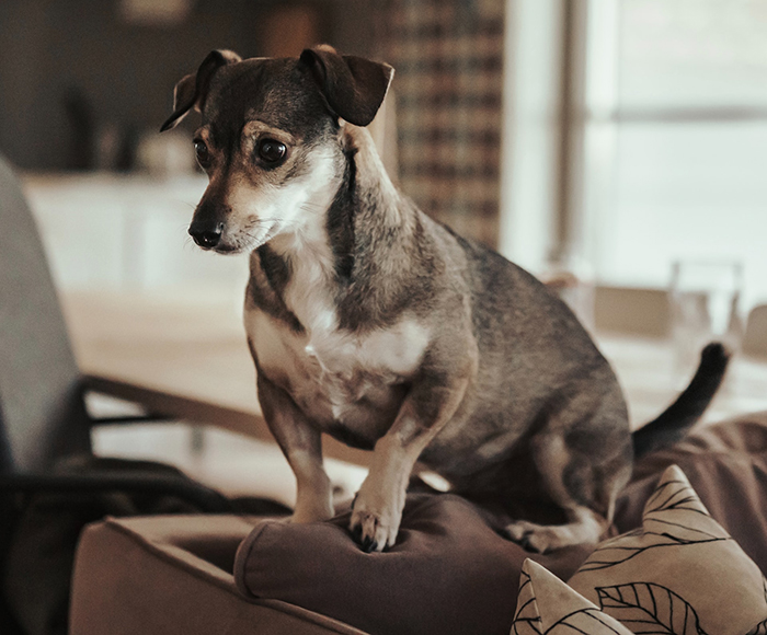 Woman Storms Out From A Dinner With Boyfriend After He Claims His Dog Thinks She's Ugly