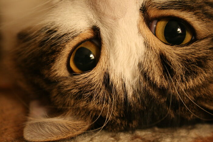 25 Comportamientos que parecen señales de alarma pero en realidad no lo son