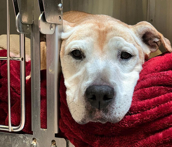 Senior Dog Returned To Shelter After 12 Years To Be Put Down Is Now Living Her Best Life After Vet Adopts Her Senior Dog Returned To Shelter After 12 Years To Be Put Down Is Now Living Her Best Life After Vet Adopts Her