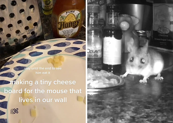 Woman Makes Gourmet Meals For A Mouse That Lives In Her Wall, Goes Viral On TikTok With More Than 18M Views