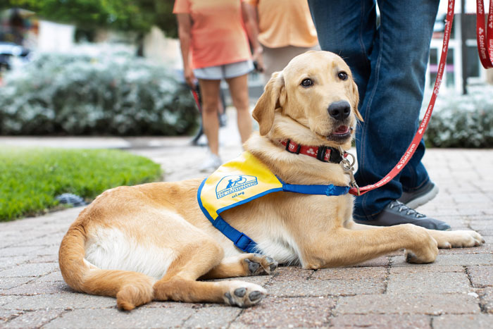 Traveler Is Told She Was Wrong For Asking A Woman With A Service Dog To Leave Her Compartment She Paid For So She Wants The Internet’s Opinion Traveler Is Told She Was Wrong For Asking A Woman With A Service Dog To Leave Her Compartment She Paid For So She Wants The Internet’s Opinion