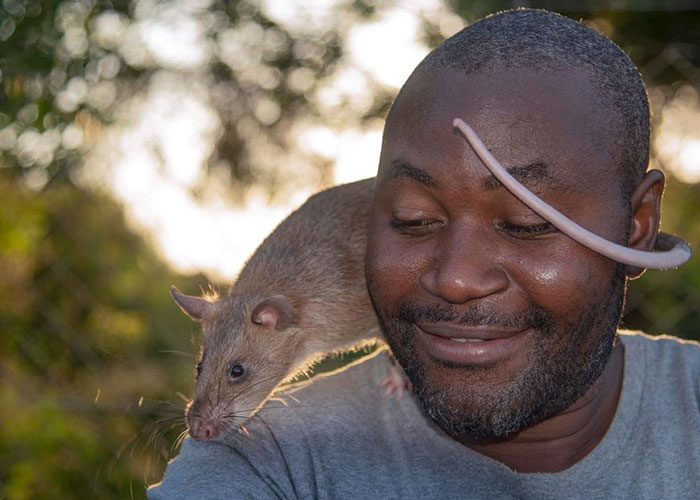 These Rats With Tiny Backpacks And Microphones May Soon Become The Heroes Of Search And Rescue Operations