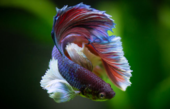 “How About I Take It Home To Live With Me?”: Airline Employee Looks After Passenger’s Pet Fish For 4 Months “How About I Take It Home To Live With Me?”: Airline Employee Looks After Passenger’s Pet Fish For 4 Months