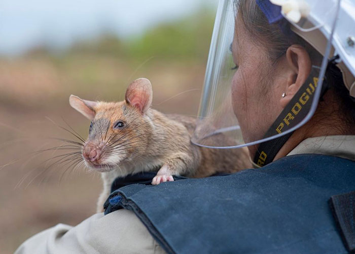 These Rats With Tiny Backpacks And Microphones May Soon Become The Heroes Of Search And Rescue Operations