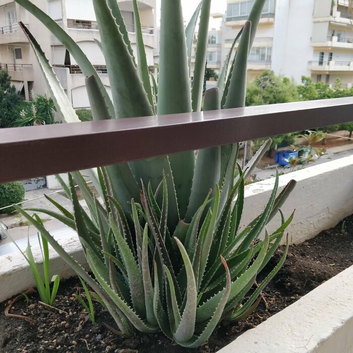 Mother Aloe With Her Babies!