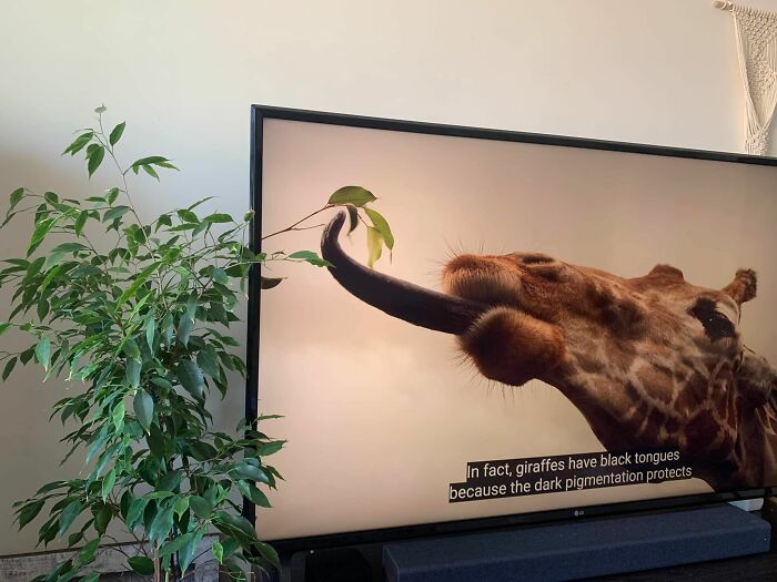 Accidental-Surrealism-Photos