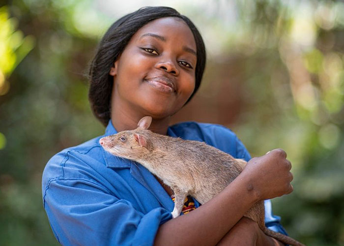 These Rats With Tiny Backpacks And Microphones May Soon Become The Heroes Of Search And Rescue Operations