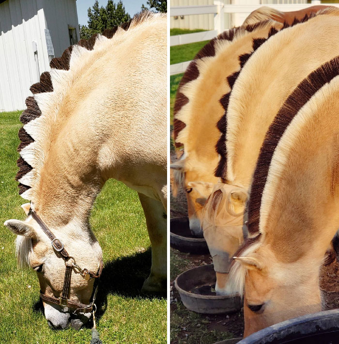 I Have The Honor Of Cutting The Fjord Manes At Work