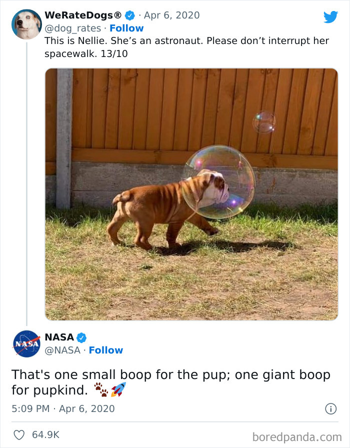 Space Doggo