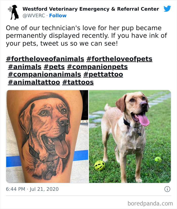 Pet tattoo of a happy dog beside a photo of the same dog outdoors, showcasing adorable pet tattoos.