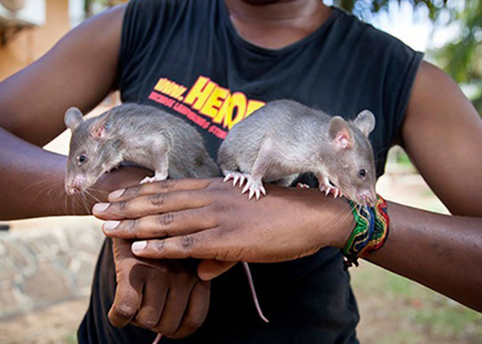 These Rats With Tiny Backpacks And Microphones May Soon Become The Heroes Of Search And Rescue Operations