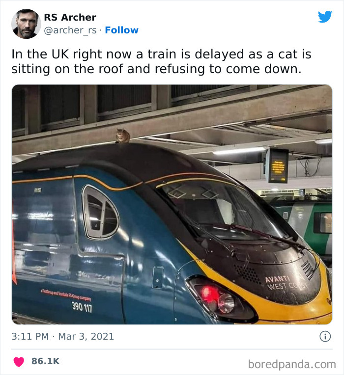 Mischievous-Animal-Memes