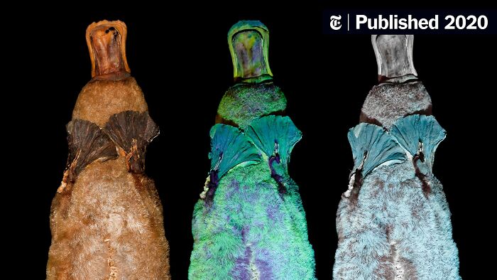 "Las cebras no pueden dormir solas": 30 Datos sobre animales muy edificantes