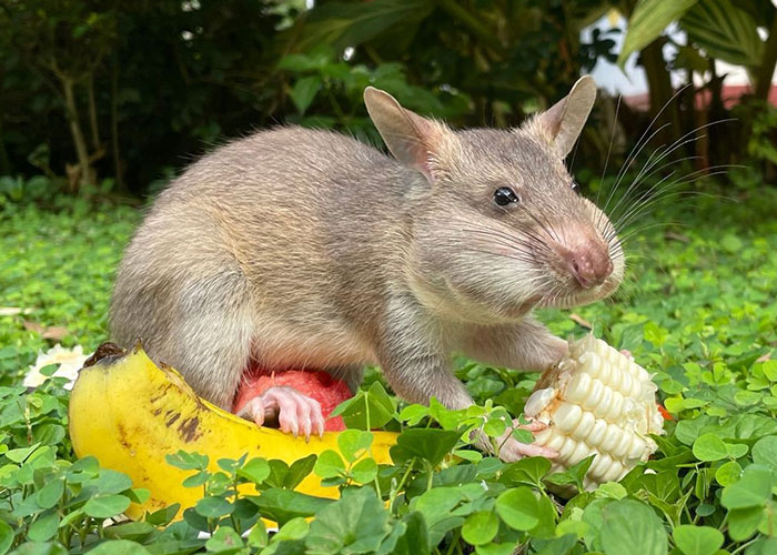 These Rats With Tiny Backpacks And Microphones May Soon Become The Heroes Of Search And Rescue Operations