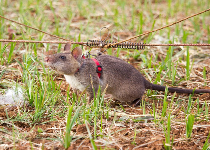 These Rats With Tiny Backpacks And Microphones May Soon Become The Heroes Of Search And Rescue Operations